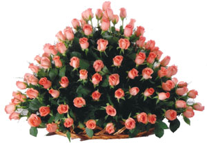 Round arrangement of 150 Roses